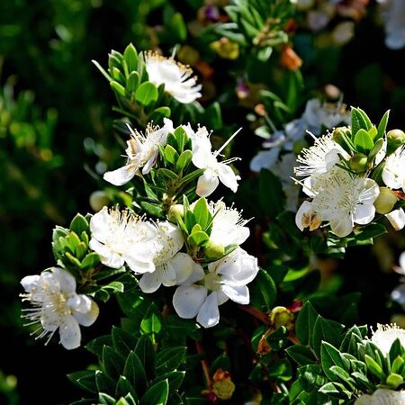 Myrtus 'Tarentina' (2L pot)