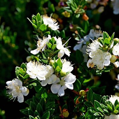 Myrtus 'Tarentina' (2L pot)