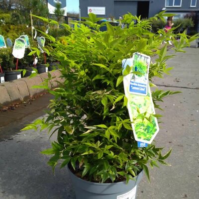 Nandina 'Lemon Lime' - Image License