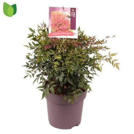 Nandina 'Obsessed' - Image courtesy of Pannebakker