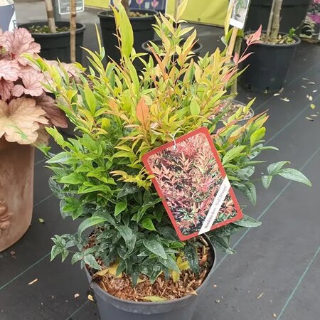 Nandina 'Gulf Stream' - Image courtesy of Tully Nurseries