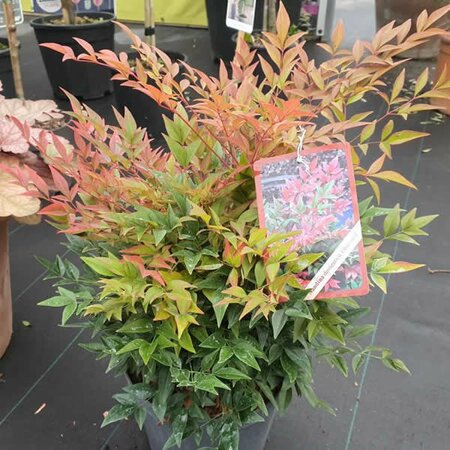 Nandina 'Obsessed' - Image courtesy of Tully Nursery