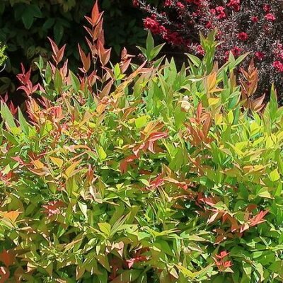 Nandina 'Obsessed'
