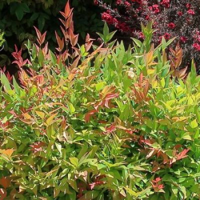 Nandina domestica Obsessed - Image by cultivar413 (CC BY-SA 2.0)