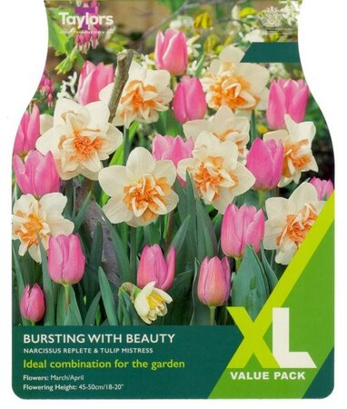 Bursting With Beauty XL - Image courtesy of Taylor's Bulbs