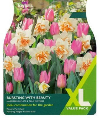 Bursting With Beauty XL - Image courtesy of Taylor's Bulbs