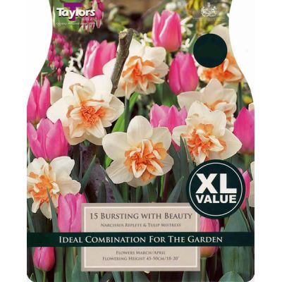 Narcissi Bursting With Beauty Xl (15 bulbs)