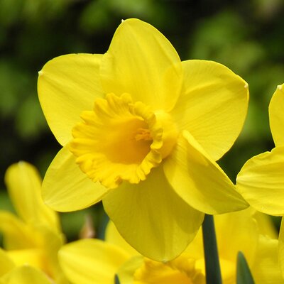 Narcissi 'Carlton' (20kg)