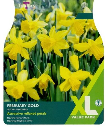 Narcissus February Gold XL - Image courtesy of Taylor's Bulbs