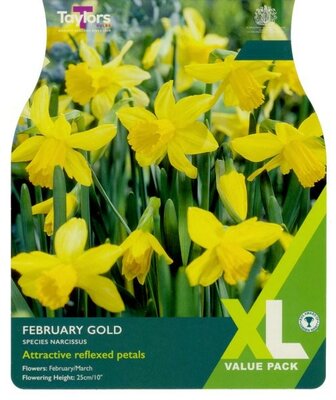 Narcissus February Gold XL - Image courtesy of Taylor's Bulbs