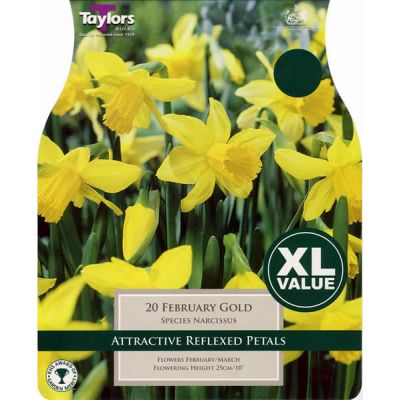 Narcissi 'February Gold' XL