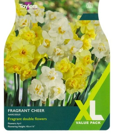 Narcissus Fragrant Cheer XL - Image courtesy of Taylor's Bulbs