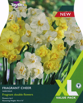 Narcissi 'Fragrant Cheer' (15 bulbs)