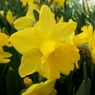 Narcissus Golden Trumpets - Image courtesy of Taylor's Bulbs