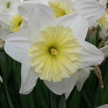 Narcissi Ice Follies (20Kg)