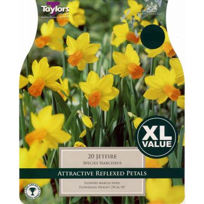 Narcissi Jetfire XL (20 bulbs)