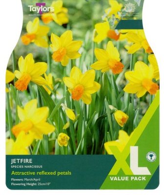 Narcissus Jetfire XL - Image courtesy of Taylor's Bulbs