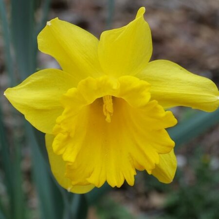 Narcissus King Alfred Select - Image courtesy of Taylor's Bulbs