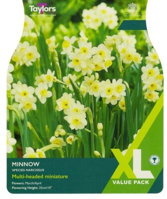 Narcissus Minnow XL - Image courtesy of Taylor's Bulbs