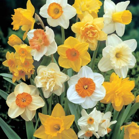 Narcissi Mixed For Naturalising (5Kg)