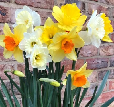 Narcissus Mixed For Naturalising - Image courtesy of Taylor's Bulbs