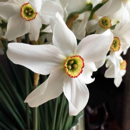 Narcissi 'Pheasant's Eye' Bulk Value (40 bulbs)