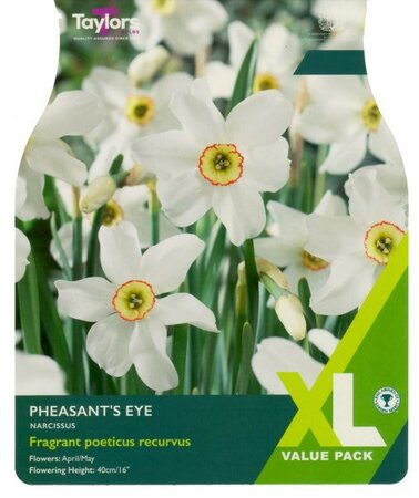 Narcissus Pheasant's Eye XL - Image courtesy of Taylor's Bulbs