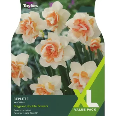 Narcissi 'Replete' XL