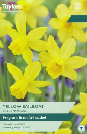 Narcissi 'Sailboat' (5 bulbs)