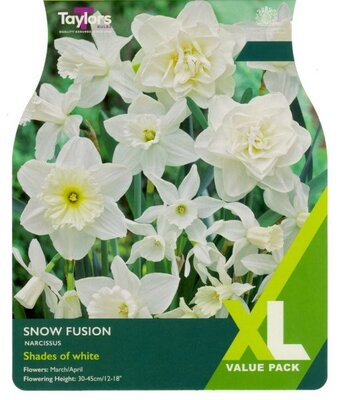 Narcissus Snow Fusion XL - Image courtesy of Taylor's Bulbs