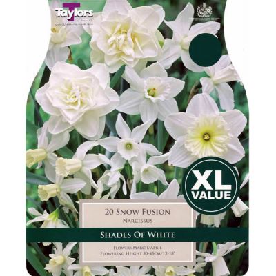 Narcissi Snow Fusion XL