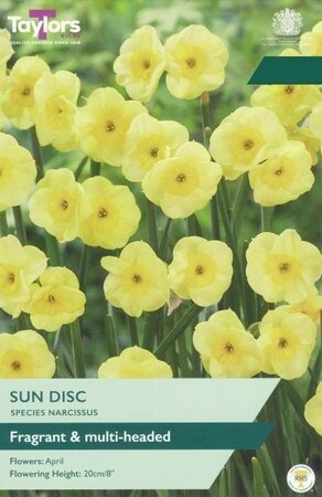 Narcissus Sun Disc - Image courtesy of Taylor's Bulbs