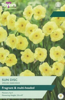 Narcissus Sun Disc - Image courtesy of Taylor's Bulbs