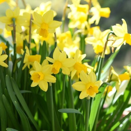 Narcissus Tete A Tete - Image courtesy of Taylor's Bulbs