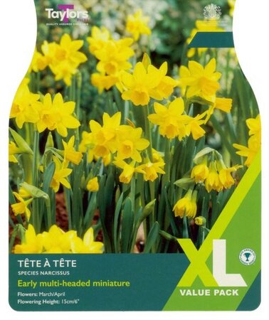 Narcissus Tete A Tete XL - Image courtesy of Taylor's Bulbs
