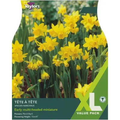 Narcissi 'Tete A Tete' XL
