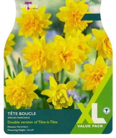 Narcissus Tete Boucle XL - Image courtesy of Taylor's Bulbs