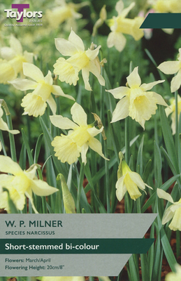 Narcissi 'W.P Milner'