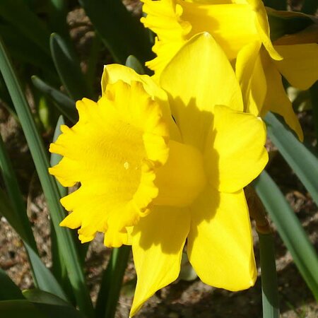 Narcissus Dutch Master - Photo by Cillas (GFDL)
