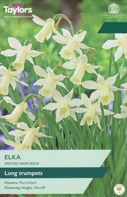 Narcissus Elka - Image courtesy of Taylors Bulbs