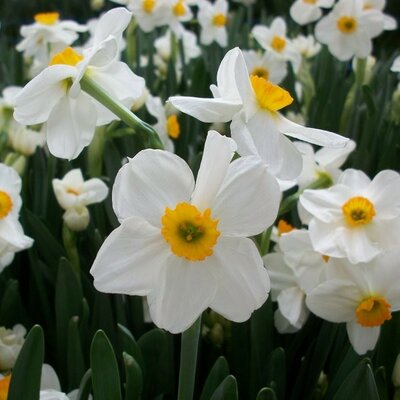 Narcissus Geranium - Image courtesy of Taylors Bulbs