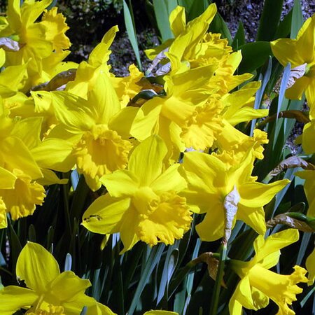 Narcissus Golden Harvest - Photo by Cillas (GFDL)