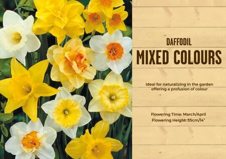 Narcissus Mixed Colours - Image courtesy of Kapiteyn