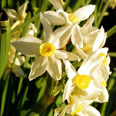 Narcissus Sailboat - Image by AomoriKanita from Pixabay  