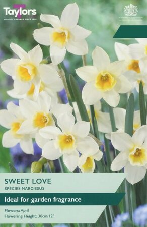 Narcissus Sweet Love - Image courtesy of Taylors Bulbs