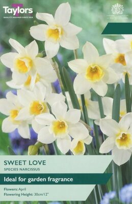 Narcissus Sweet Love - Image courtesy of Taylors Bulbs