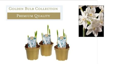 Narcissus 'Ziva' Paperwhite - Image courtesy if Pannebakker