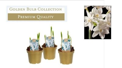 Narcissus 'Ziva' Paperwhite - Image courtesy if Pannebakker