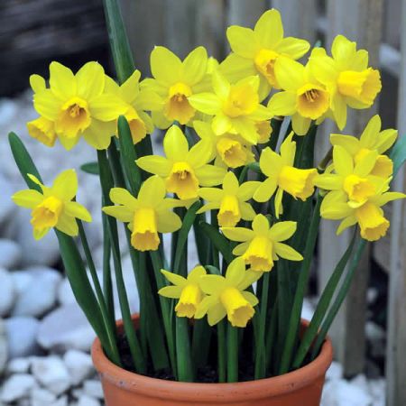 Narcissus "Tete a tete" - Photo by Mawis (CC BY-SA 3.0)