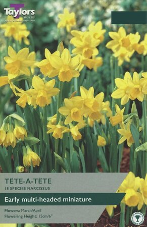 Narcissus 'Tete A Tete' - Image courtesy of Taylors Bulbs